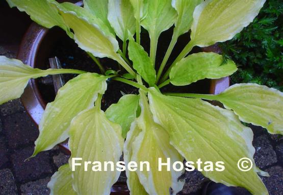 Hosta Lakeside Tee Ki